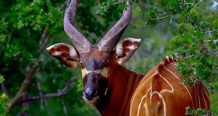 Espèce ranre d'antilopes se trouvant en RDC