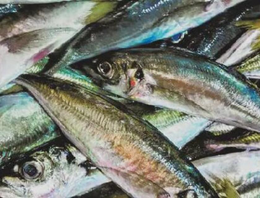 Chinchards de la Namibie 