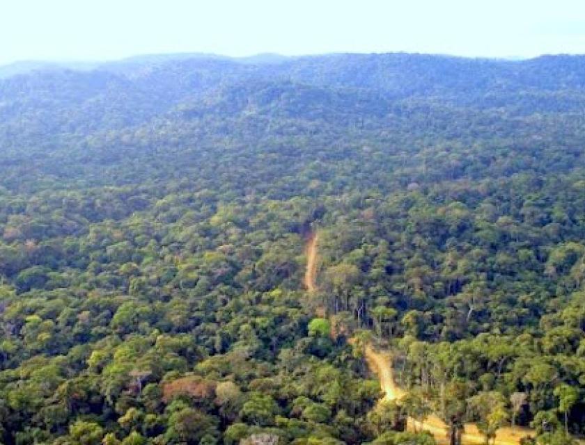 Forêt du bassin du Congo. cbfp.org